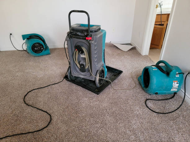 Best Water damage restoration near me  in Brilliant, AL