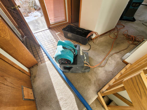 Best Water damage contractors near me  in Brilliant, AL