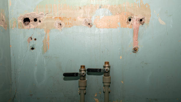 Best Mold removal after water damage  in Brilliant, AL